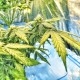 Flowershell Bomb feminised GanjaLiveSeeds