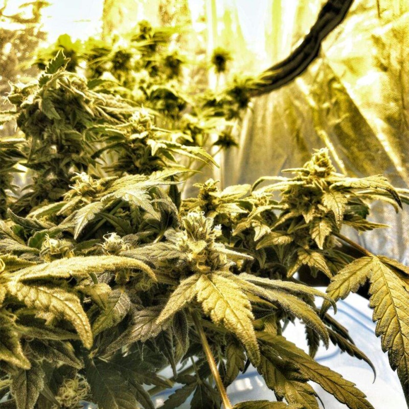 Flowershell Bomb feminised GanjaLiveSeeds