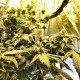 Flowershell Bomb feminised GanjaLiveSeeds