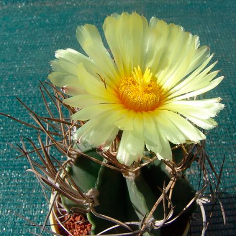 Astrophytum niveum nudum pp 397
