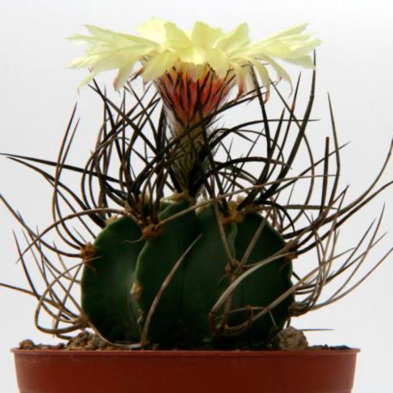 Astrophytum niveum nudum pp 397