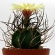 Astrophytum niveum nudum pp 397