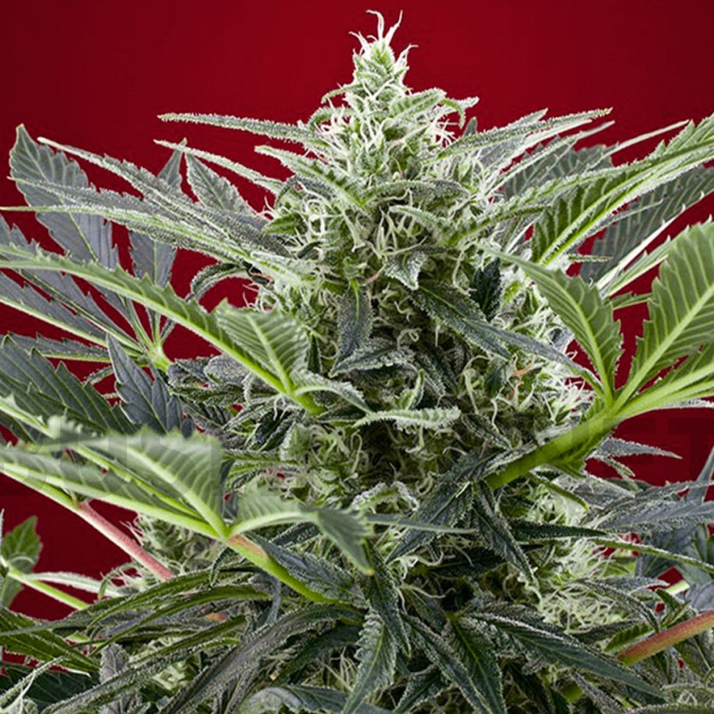 Cream 47 feminised Ganja Seeds Fast Version
