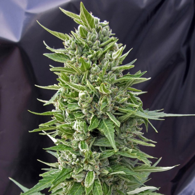 Northern Lights feminised Ganja Seeds - 2 насінини