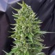 Northern Lights feminised Ganja Seeds - 2 насінини