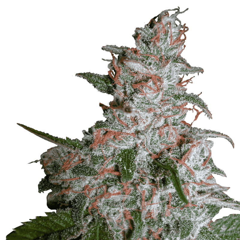 Northern Lights feminised Ganja Seeds - 2 насінини