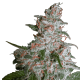 Northern Lights feminised Ganja Seeds - 2 насінини