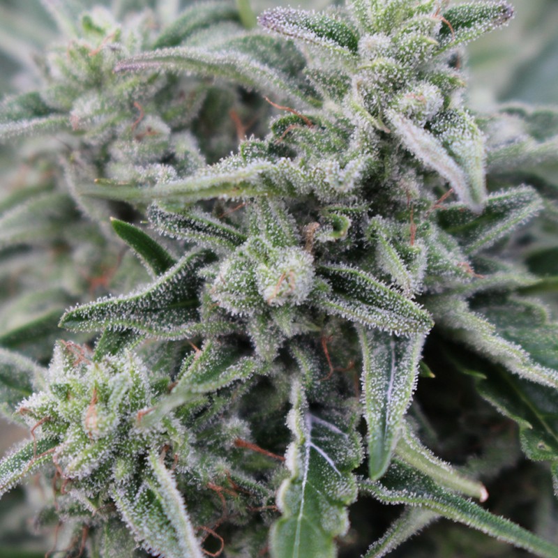 Northern Lights feminised Ganja Seeds - 2 насінини