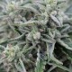 Northern Lights feminised Ganja Seeds - 2 насінини