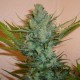 Northern Lights feminised Ganja Seeds - 2 насінини