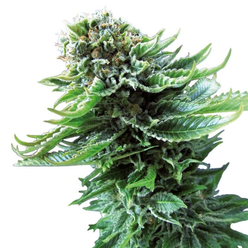 Northern Lights feminised Ganja Seeds - 2 насінини