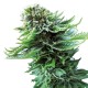 Northern Lights feminised Ganja Seeds - 2 насінини