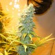 Northern Lights feminised Ganja Seeds - 2 насінини