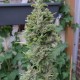 Northern Lights feminised Ganja Seeds - 2 насінини