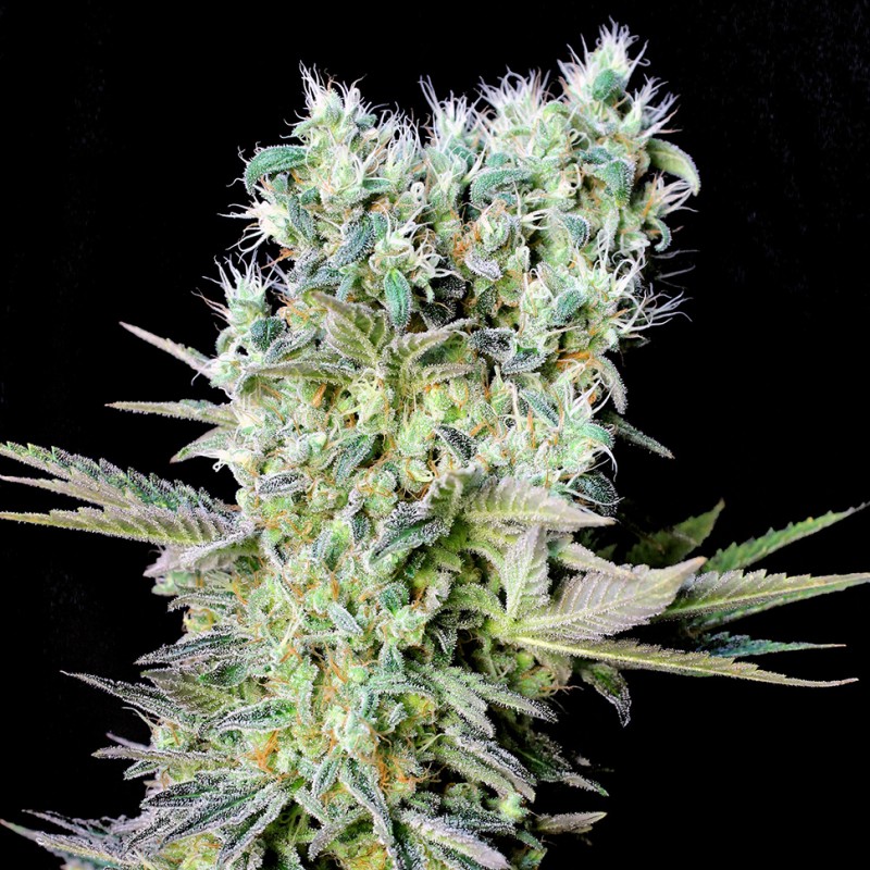 Northern Lights feminised Ganja Seeds - 2 насінини