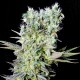 Northern Lights feminised Ganja Seeds - 2 насінини