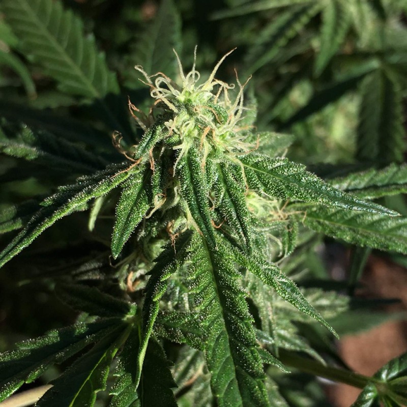 Auto Haze regular Ganja Seeds