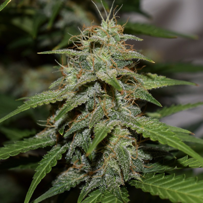 Auto Cheese feminised Victory Seeds