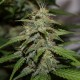 Auto Cheese feminised Victory Seeds