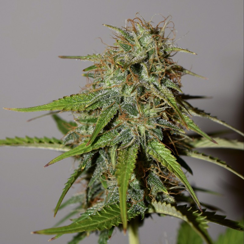 Auto Cheese feminised Victory Seeds