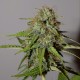 Auto Cheese feminised Victory Seeds