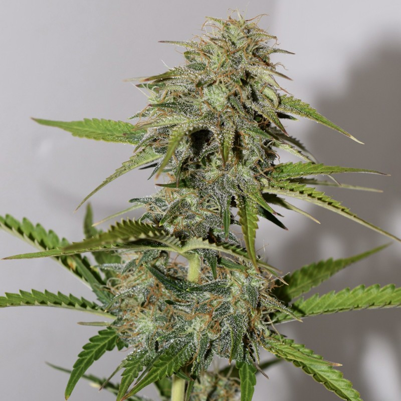 Auto Cheese feminised Victory Seeds