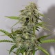 Auto Cheese feminised Victory Seeds