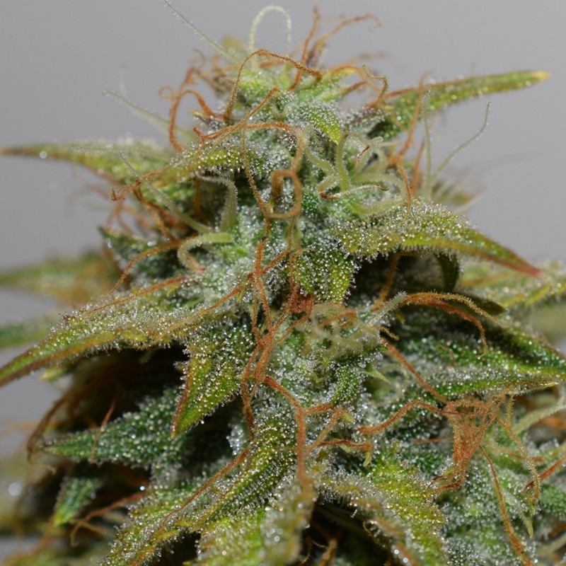 Auto Cheese feminised Victory Seeds