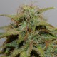 Auto Cheese feminised Victory Seeds