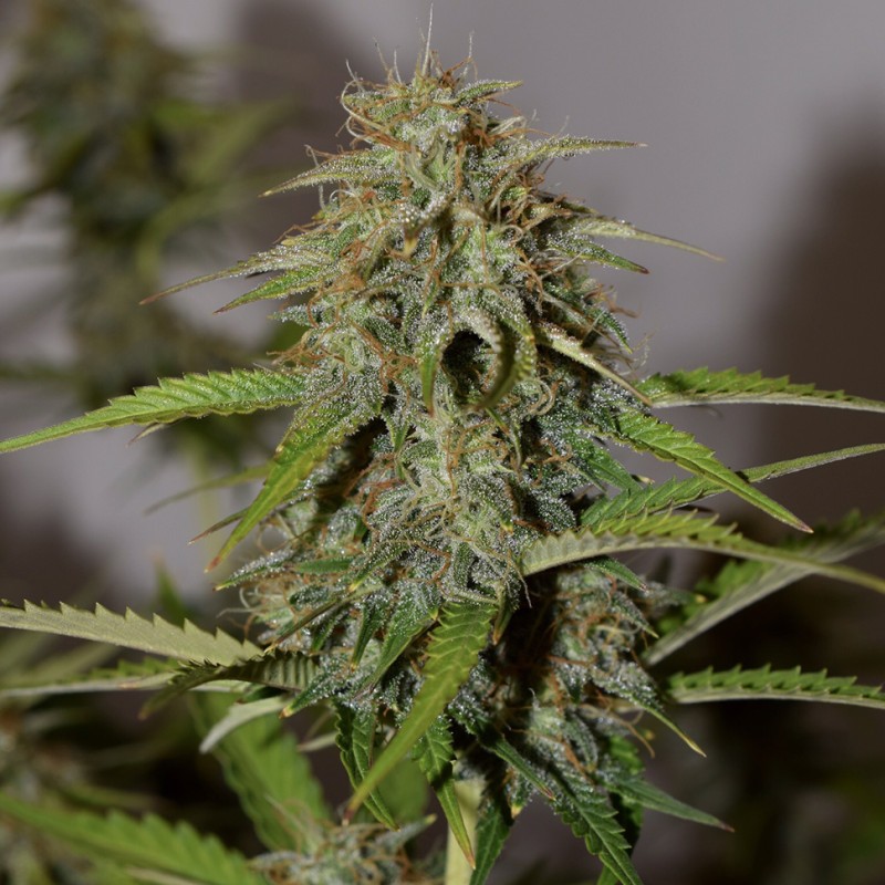 Auto Cheese feminised Victory Seeds