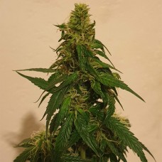 Gelato feminised GanjaLiveSeeds
