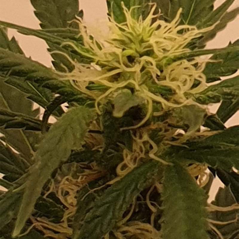 Gelato feminised GanjaLiveSeeds