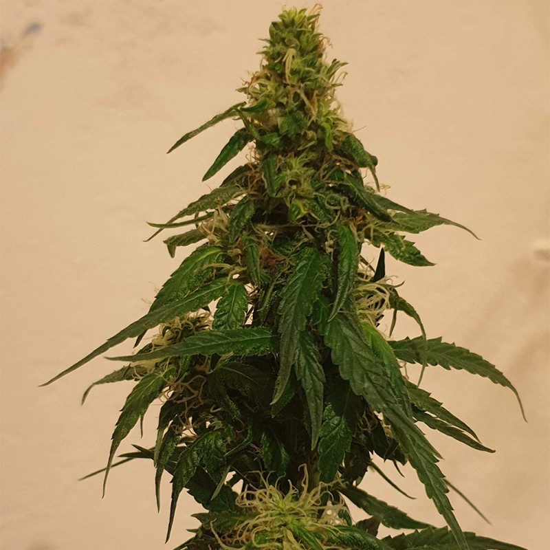 Gelato feminised GanjaLiveSeeds