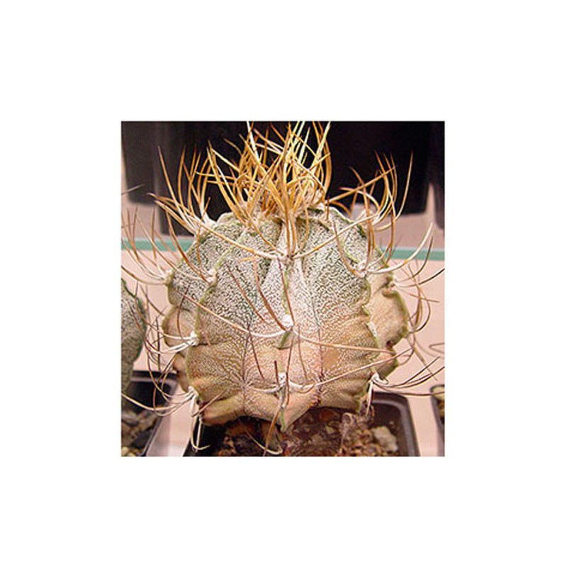 Astrophytum niveum flavispina