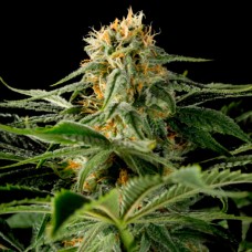 California Hash Plant feminised GanjaLiveSeeds