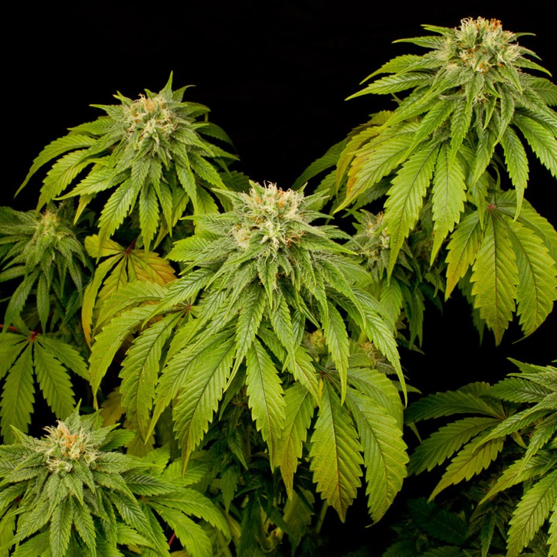 California Hash Plant feminised GanjaLiveSeeds