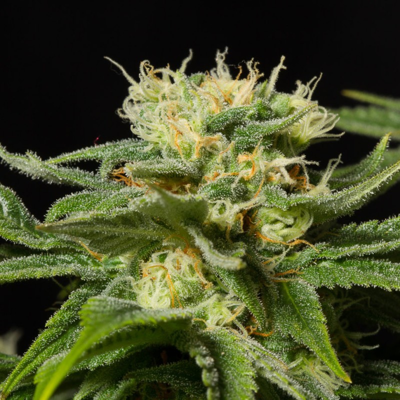 California Hash Plant feminised GanjaLiveSeeds