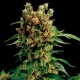 California Hash Plant feminised GanjaLiveSeeds