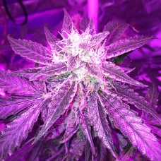 Auto Blue Mystic regular Ganja Seeds