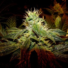 Black Domina x G13 feminised Ganja Seeds