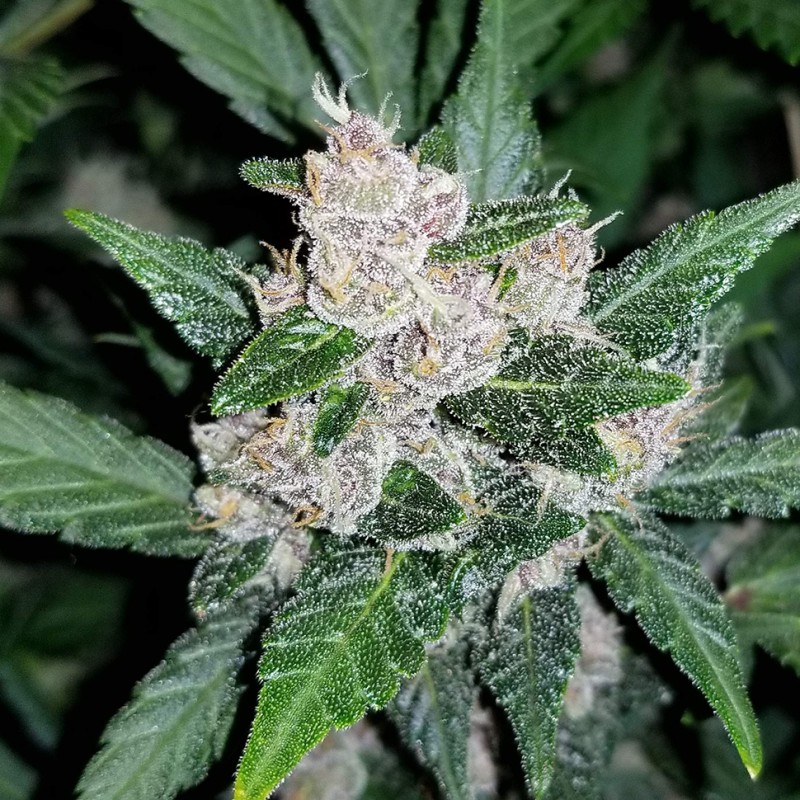 Auto Fastberry feminised Ganja Seeds