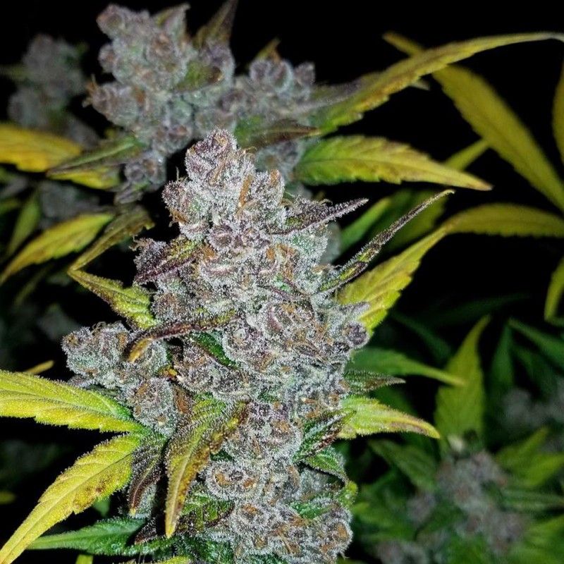 Auto Fastberry feminised Ganja Seeds