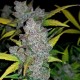 Auto Fastberry feminised Ganja Seeds