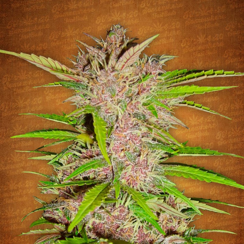 Auto Fastberry feminised Ganja Seeds