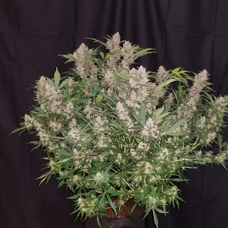 Auto Fastberry feminised Ganja Seeds