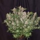 Auto Fastberry feminised Ganja Seeds