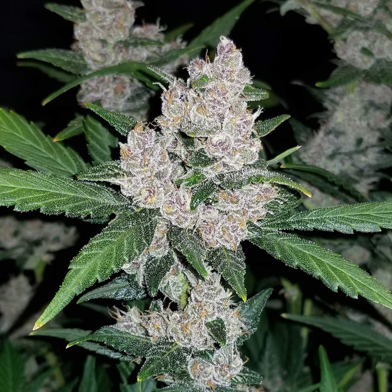 Auto Fastberry feminised Ganja Seeds