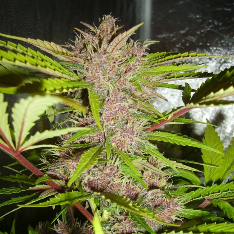 Auto Fastberry feminised Ganja Seeds