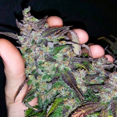 Auto Fastberry feminised Ganja Seeds
