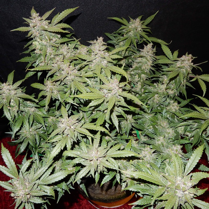 Auto Fastberry feminised Ganja Seeds